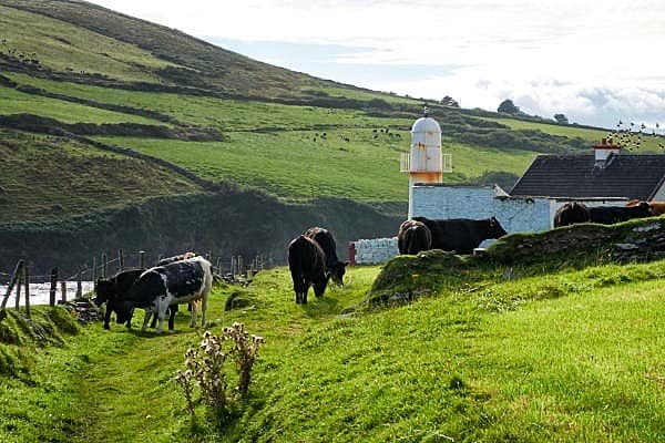 Dingle Lighthouse Tours