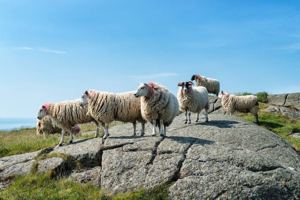 Fair Head