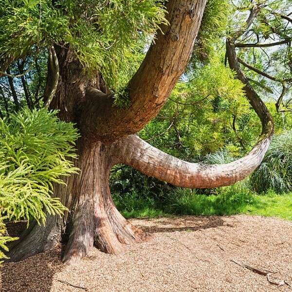 Fota Arboretum & Gardens
