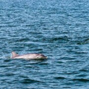 Shannon Dolphins