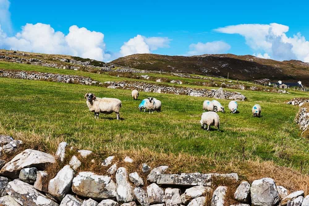 Sheep - Mizen Peninsula