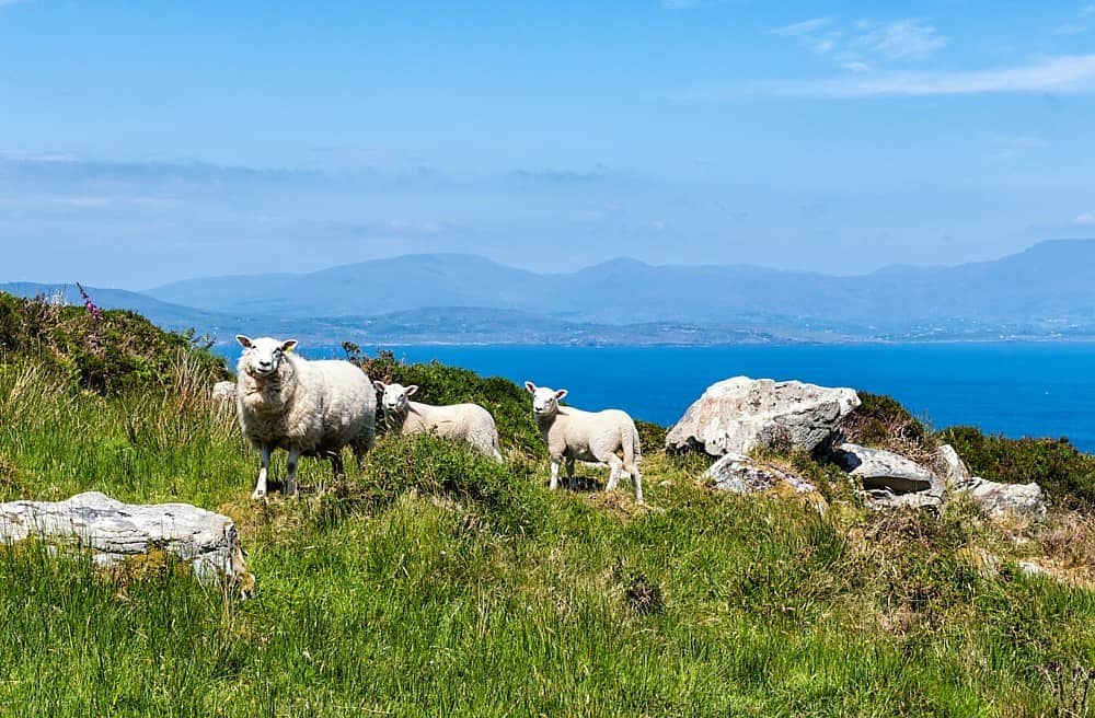 Sheep - Sheep's Head Peninsula