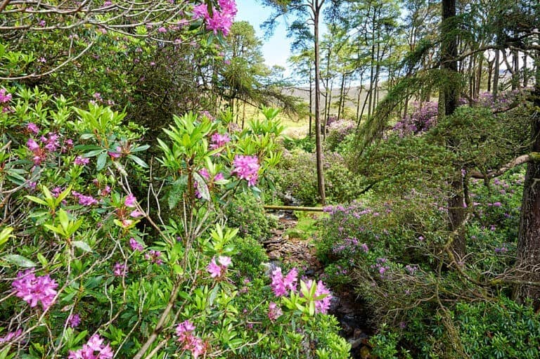 The Vee Ireland Highlights