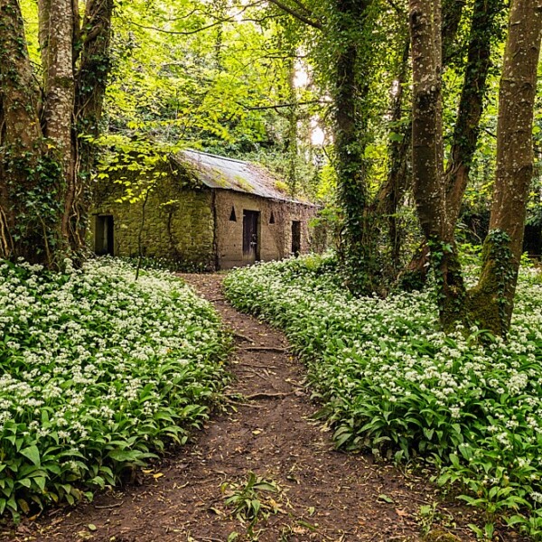 Tintern Forest